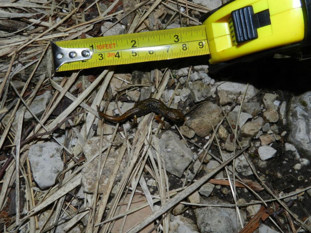 Orto Botanico Pietro Pellegrini sulle Alpi Apuane